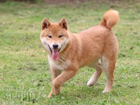 Shiba Inu puppy