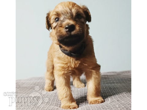 Irish Soft Coated Wheaten Terrier welpen kaufen