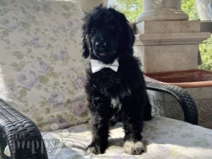 Perro de Agua Portugués cachorro en venta