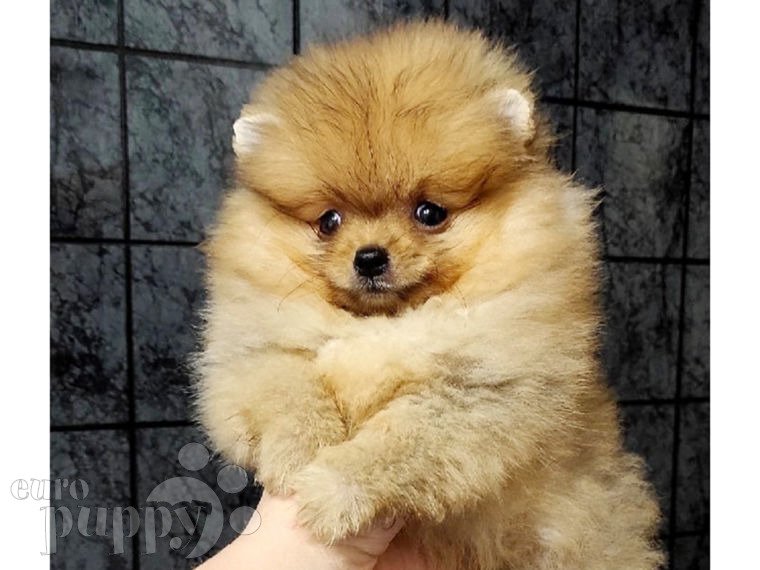 Pomeranian puppy