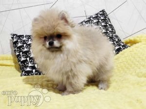 teddy bear pomeranian for sale craigslist