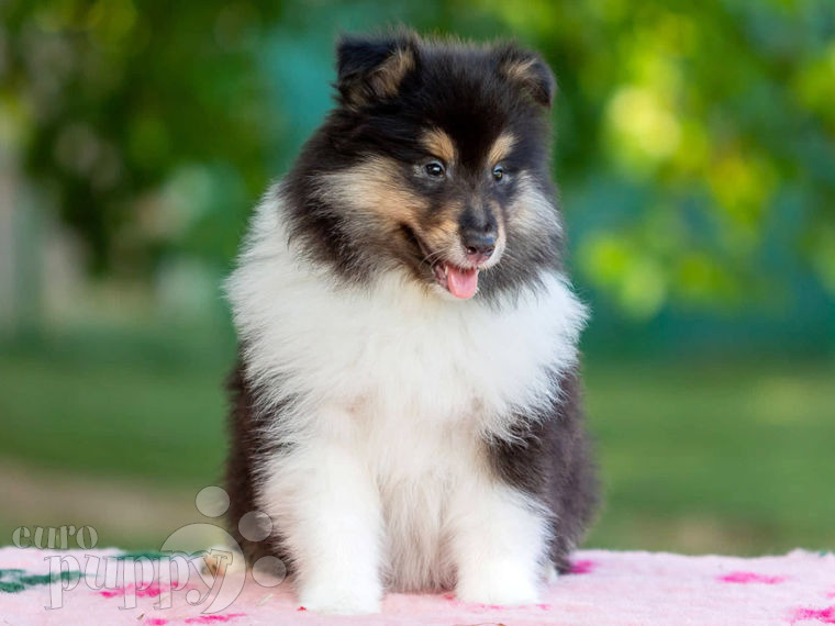 Collie puppy