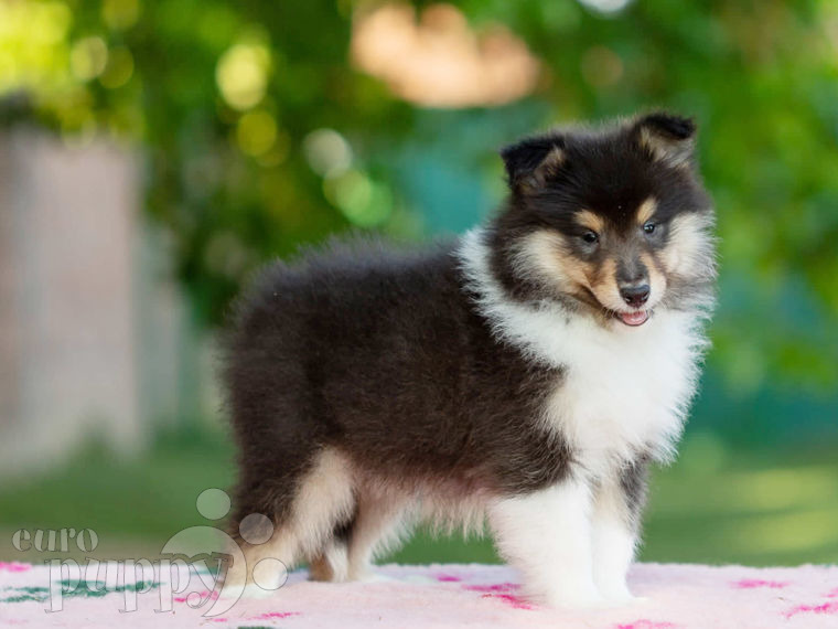 Collie puppy
