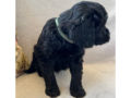 Portuguese Water Dog puppy