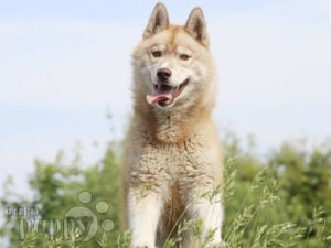 Husky Siberiano puppy