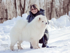 Samoyedo puppy