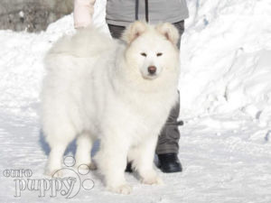 Samoyedo puppy