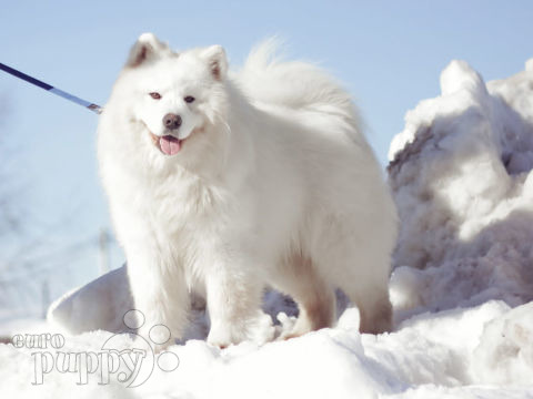 Samoyed puppy