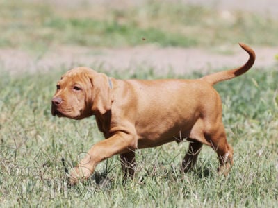Hungarian Vizsla puppy