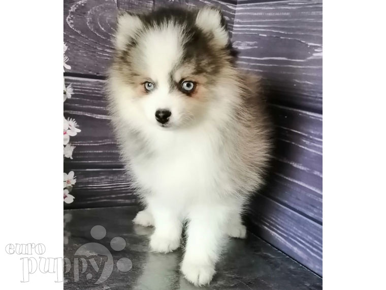 Pomsky puppy