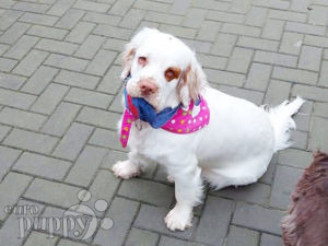 Clumber Spaniel puppy