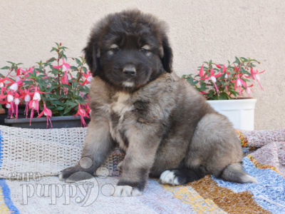 Kaukasischer Owtscharka puppy