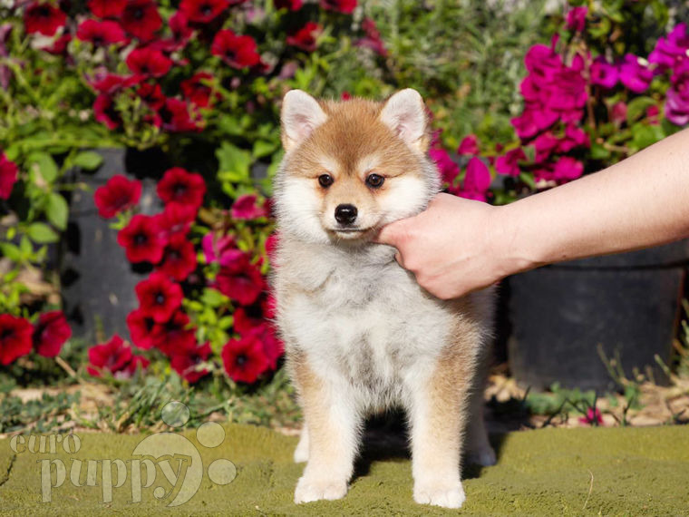 Pomsky puppy