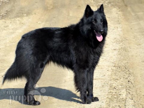 Belgischer Schäferhund welpen kaufen