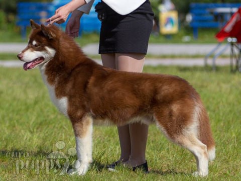 Husky Siberiano cachorro en venta