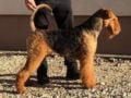 Airedale Terrier welpen kaufen
