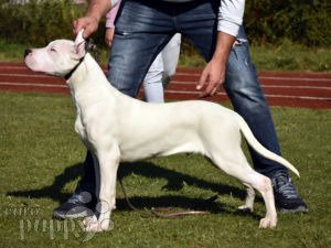 can a dogo guatemalteco live in new zealand