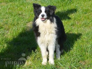 Border Collie puppy