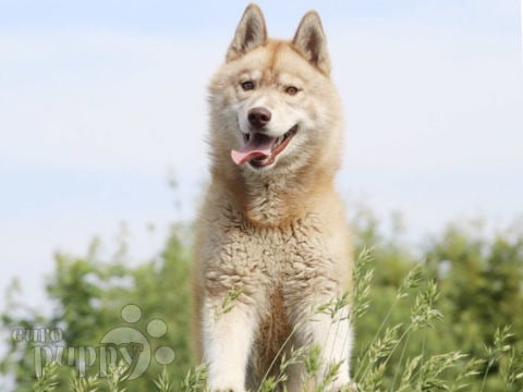 Siberian Husky welpen kaufen