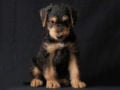 Airedale Terrier cachorro en venta