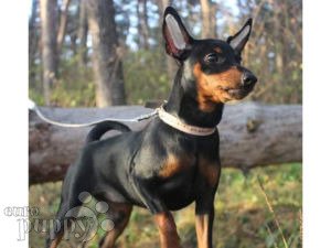 teacup miniature pinscher puppies for sale