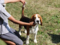 Beagle cachorro en venta