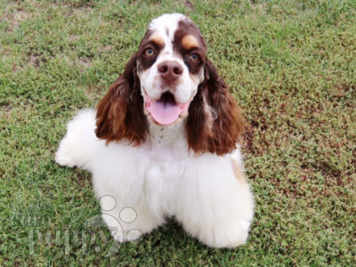 can a american cocker spaniel and a french bulldog be friends