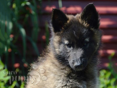Groenandael Belgian Shepherd puppy