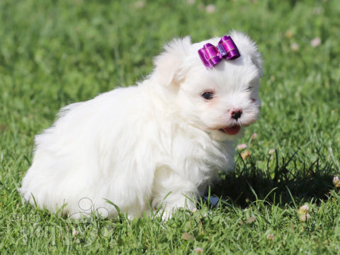 Malteser puppy