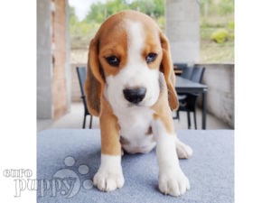 Beagle puppy for sale