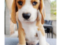 Beagle welpen kaufen