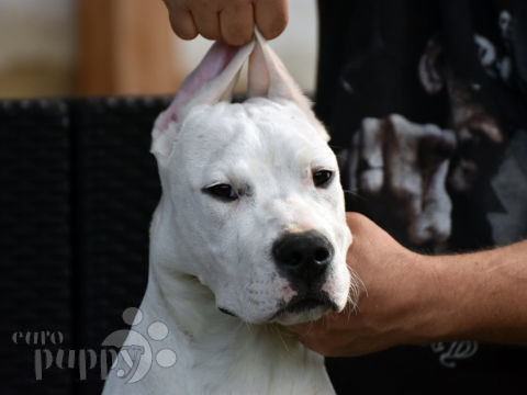Dogo Argentino puppy