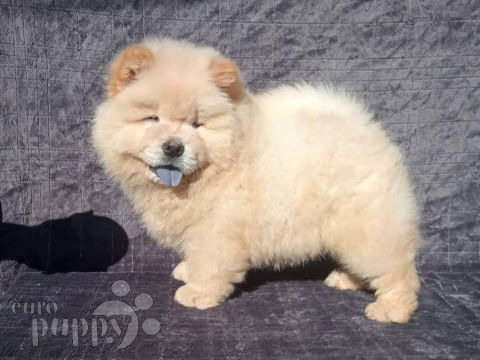 Chow Chow puppy