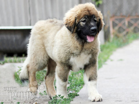 Kaukasischer Owtscharka puppy
