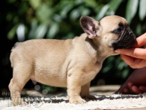 French Bulldog puppy