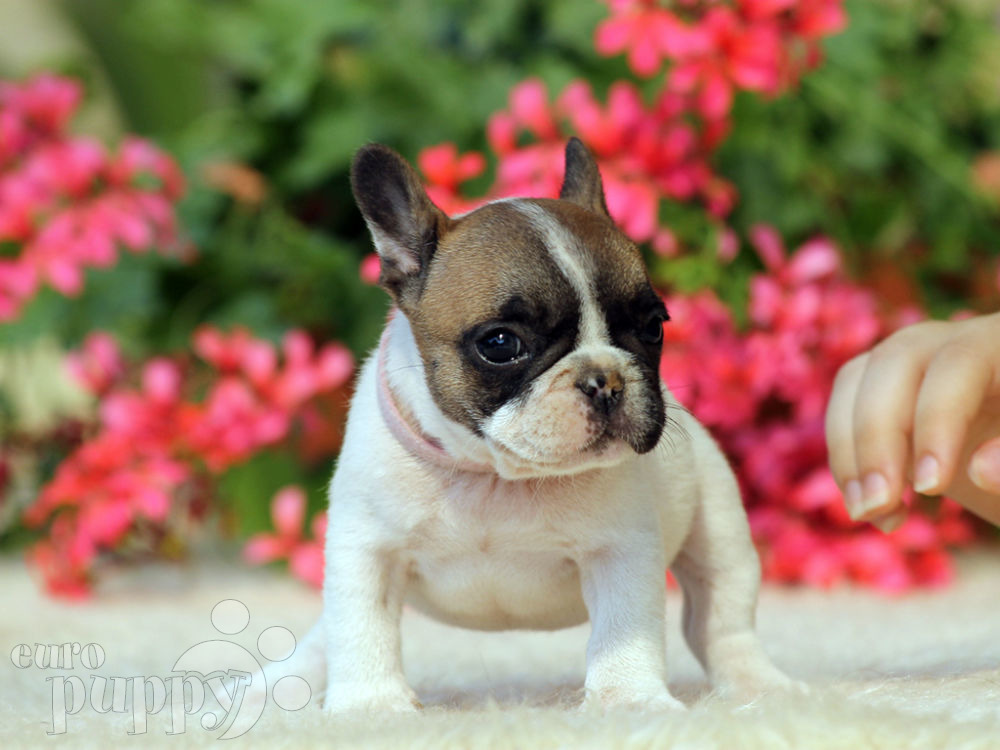 French Bulldog For Sale | French Bulldog Puppies