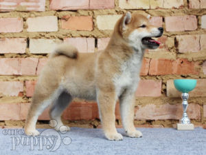 Shiba Inu puppy