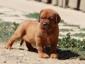 Bordeauxdogge puppy