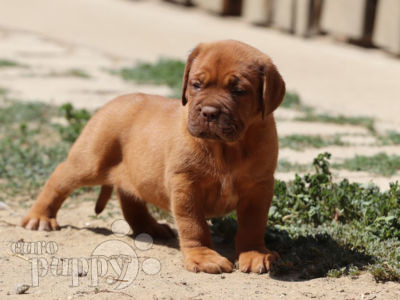Bordeauxdogge puppy