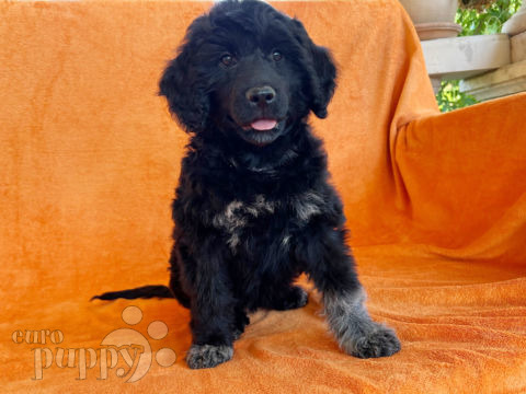 Portugiesischer Wasserhund puppy