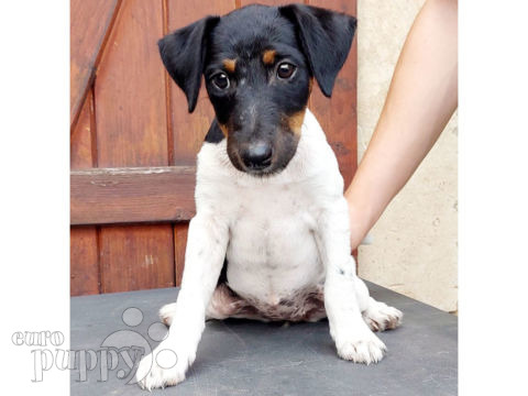 Fox Terrier puppy
