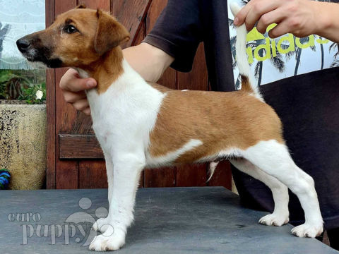 Foxterrier puppy