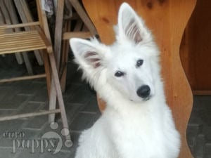 White Swiss Shepherd Dog puppy