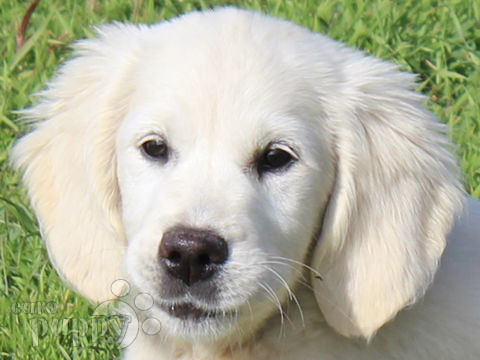 Golden Retriever puppy