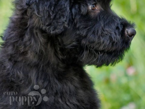 Schwarzer Russischer Terrier puppy