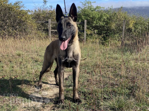 Belgian Malinois puppy