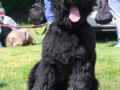 Ruso Negro Terrier cachorro en venta