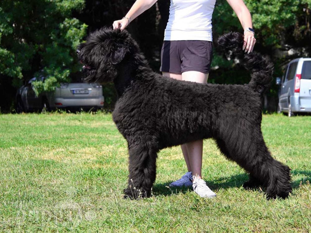 can a black russian terrier live in burkina faso