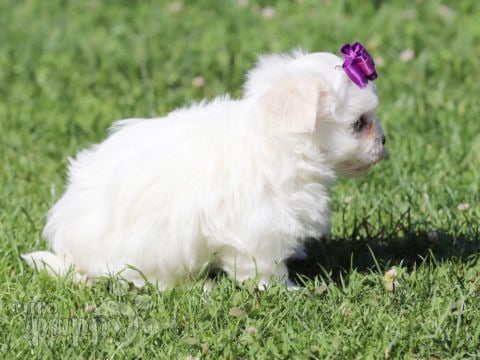 Malteser puppy