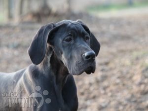 american blue great dane